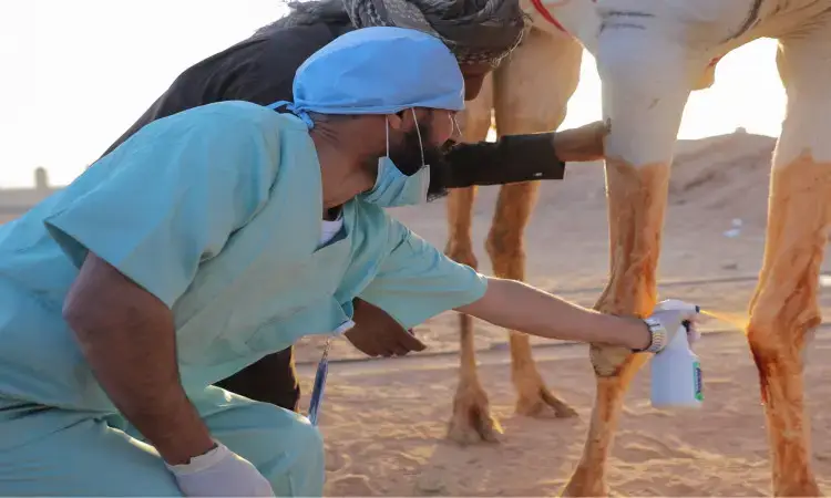A veterinarian from Qassim Veterinary University, dressed in his work uniform and wearing the Saudi Arabian tunic, headband and bisht, sprays fame on a camel in the camel fields, in an outdoor sandy area. He is assisted by a person who has carefully, accurately and successfully demonstrated the animal.