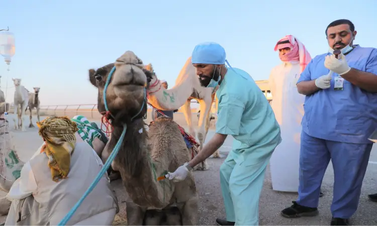 A team from the university's veterinary clinic, dressed in medical uniforms and equipped with medical gloves, operate an outdoor camel treatment in the camel fields. One is briefly timed while another performs a thorough stabilization to ensure safety. Another record number of camels and individuals, wearing the Saudi Ghutra or Shemagh and Egal, as well as the authentic Saudi Besht, under the clear skies during the 33rd Camel Event.
