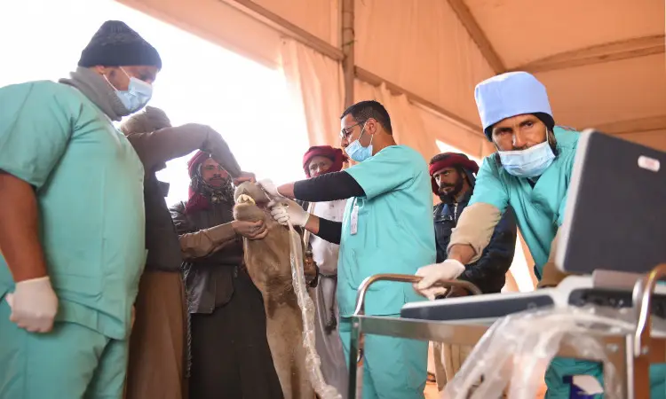 قام فريق من اللجنة الطبية وجامعة القصيم بفحص أسد المخدرات داخل الخيمة خلال مهرجان الملك عبدالعزيز للإبل، وذلك بحضور أجهزة طبية متخصصة بالقرب من مكان القلم. وقد ارتدى علم الطبرون الزي الرسمي مع الشماغ السعودي أو الغترة مع العقال، إلى جانب البشت السعودي، حيث انتهى التعامل مع الأسد الدقيق واحترافية عالية وسلامته في بيئة آمنة تحت تحت مباشر.