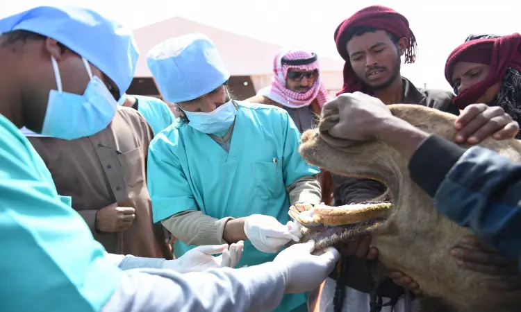 من خلال فعاليات مهرجان الملك عبد العزيز للإبل، اللجنة الطبية – وحتى من مجموعة من الفيتامينات والزي الطبي الأزرق وأقنعة الواقية – بفحص أحد الإبل الدقيقة. وقد قام عدد من الرجال مرتدين الغترة أو الشماغ والعقال والبشت السعودي، بمساعدة أعضاء اللجنة الطبية ومتابعة مجريات القلم في الهواء الطلق. وتواصلت أعمال المؤتمر الطبي وهي تُولي اهتماماً حاسماً والقرار الإبل ضمن معايير عامة تتطلعات جامعة القصيم ومستوى الحدث الوطني.