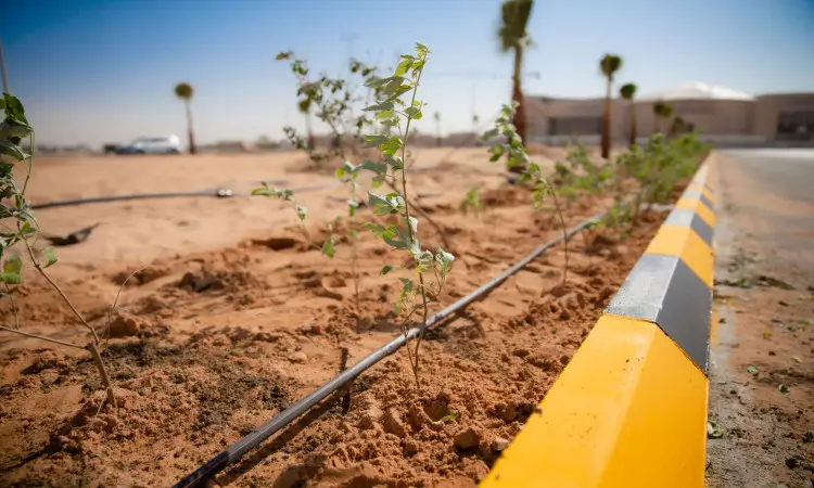 Small roadside plants organize a sandy control device with drip irrigation pipes accompanied by a sidewalk painted in white yellow, in a scene that emphasizes Qassim University's efforts to combat desertification. A myriad of buildings live in the background, with a number of the university wearing the Saudi Ghutra or Shemaghogal with the official Saudi bisht, emphasizing the patriotic and official nature of this environmental event.