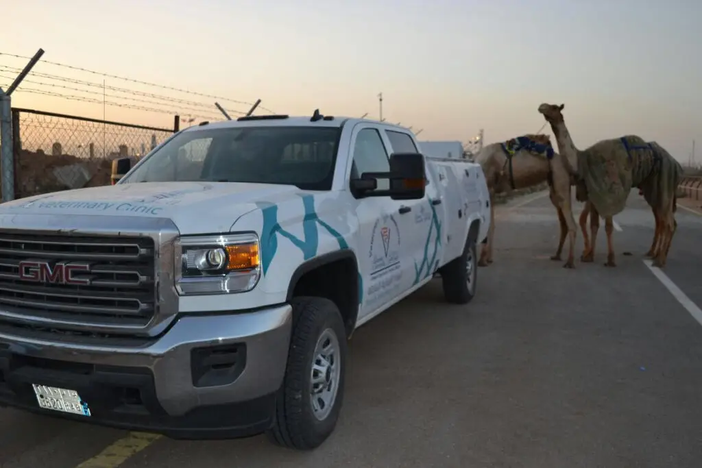 An independent GMC veterinary clinic was spotted parked on the road near a fence during sunset. Two camels wearing ornate blue outfits were spotted nearby, and each camel was accompanied by a group of many who wore the Saudi bisht with shemagh or ghutra and headband in a confident manner of authenticity of the national heritage. The camel racing events are likely to be held near the Janadriyah area, as part of Qassim University's interest in supporting heritage and community activities of a cultural nature.